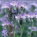 Phacelia tanacetifolia (facelia błękitna)