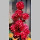 Ricinus communis (rącznik zwyczajny)
