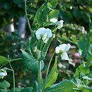 Pisum sativum (groch zwyczajny)