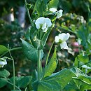 Pisum sativum ssp. sativum (groch zwyczajny typowy)