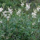 Filipendula (wiązówka)
