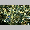 Euonymus japonicus (trzmielina japońska)