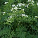 Myrrhis odorata (marchewnik anyżowy)