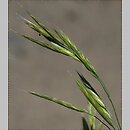 Bromus carinatus (stokłosa spłaszczona)