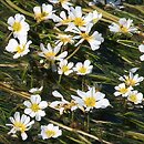 Ranunculus fluitans (jaskier rzeczny)