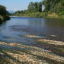 Ranunculion fluitantis - zbiorowiska wyspecjalizowanych hydrofitów wód płynących