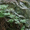 Androsacetalia vandellii - zespoły szczelinowe skał ubogich w węglan wapnia
