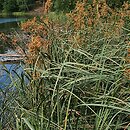 Cladium mariscus (kłoć wiechowata)