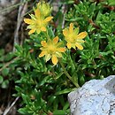 Saxifraga aizoides (skalnica nakrapiana)