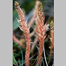Selaginella selaginoides (widliczka ostrozębna)