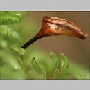 Buxbaumia viridis (bezlist okrywowy)