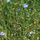 Linum usitatissimum (len zwyczajny)