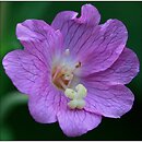Epilobium-4 (wierzbownice o 4-dzielnym znamieniu)