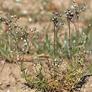Spergula morisonii (sporek wiosenny)