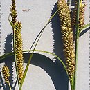 Carex riparia vs. acutiformis vs. gracilis vs. nigra (porównanie)
