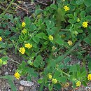 Medicago lupulina (lucerna nerkowata)