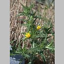 Scolymus hispanicus (oseciec hiszpański)