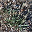 Plantago lagopus (babka arktyczna)