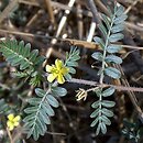 Tribulus terrestris (buzdyganek naziemny)