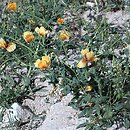 Glaucium flavum (siwiec żółty)