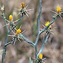 Centaurea solstitialis (chaber wełnisty)