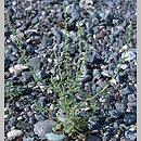 Dysphania botrys (komosa wonna)