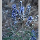 Vitex agnus-castus (niepokalanek pospolity)