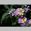 Lantana camara (lantana pospolita)