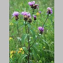 Centaurea pseudophrygia (chaber perukowy)