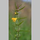 Melampyrum sylvaticum (pszeniec leśny)