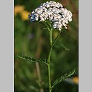 Achillea millefolium s.str. (krwawnik pospolity s.str.)