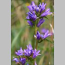 Campanula glomerata (dzwonek skupiony)