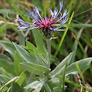 Centaurea triumfettii (chaber barwny)