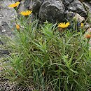 Inula (oman)