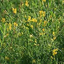 Lathyrus pratensis (groszek łąkowy)