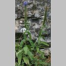 Veronica spicata (przetacznik kłosowy)