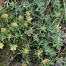 Teucrium (ożanka)
