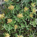 Teucrium montanum (ożanki górskiej)