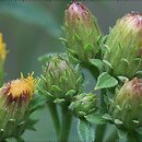 Inula conyza (oman szlachtawa)