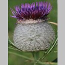 Cirsium eriophorum (ostrożeń głowacz)