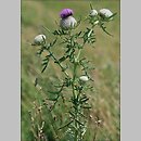 Cirsium (ostrożeń)