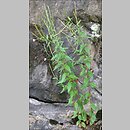 Epilobium ciliatum ssp. ciliatum (wierzbownica gruczołowata)