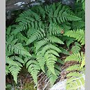 Gymnocarpium robertianum (cienistka Roberta)