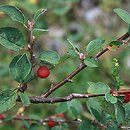 Cotoneaster integerrimus (irga pospolita)