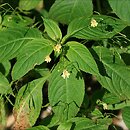 Impatiens parviflora (niecierpek drobnokwiatowy)