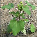 Xanthium albinum (rzepień włoski)