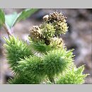 Ambrosiaceae (ambrozjowate)