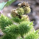 Xanthium (rzepień)