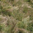 Caricion davallianae - eutroficzne młaki niskoturzycowe