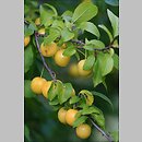 Prunus s.str. (śliwa s.str.)